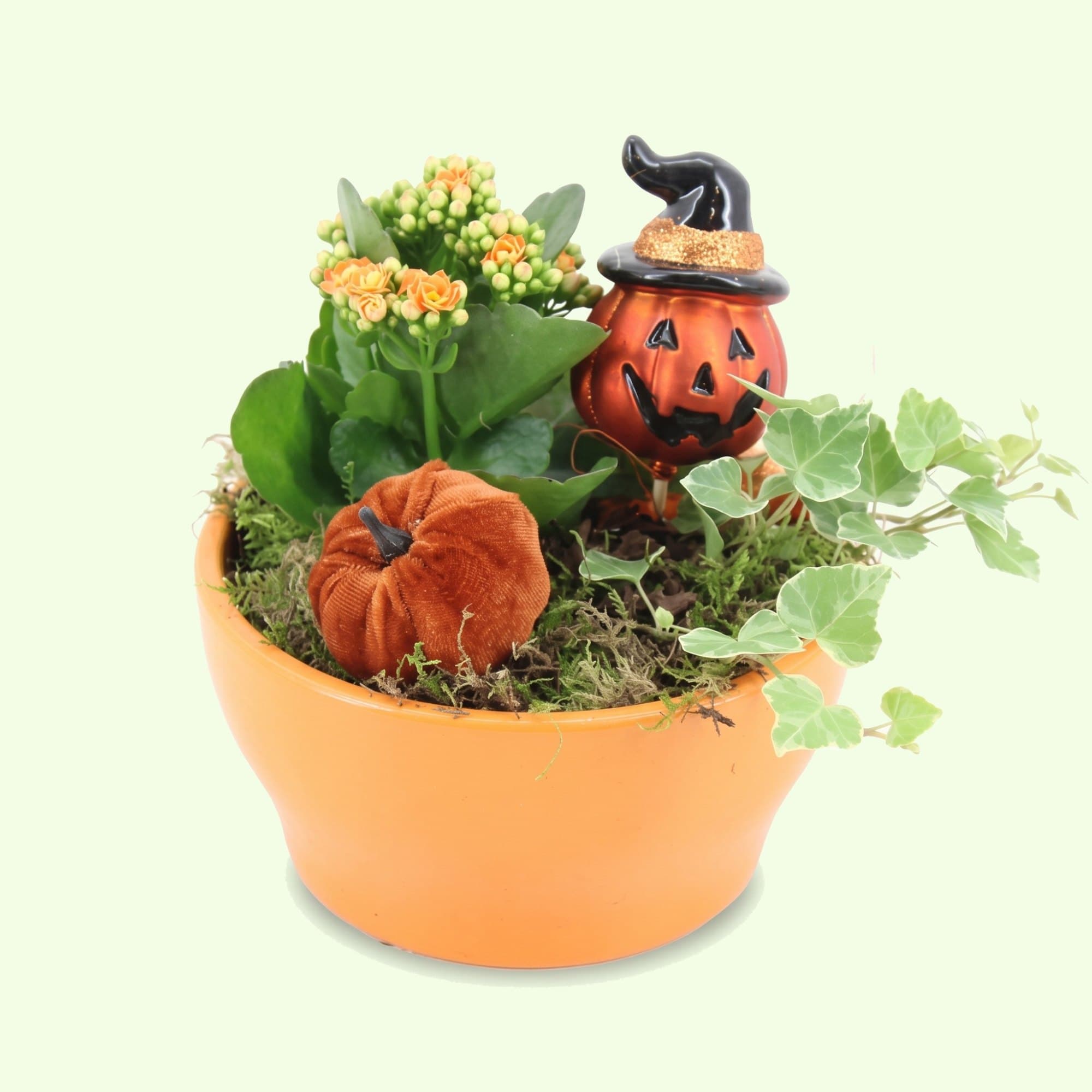 Bloeiende cactus tussen een selectie cactussen en vetplanten