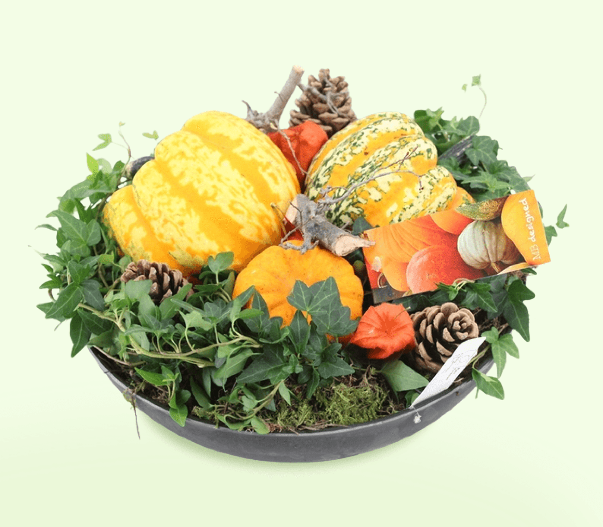 Selectie pompoenen en groen